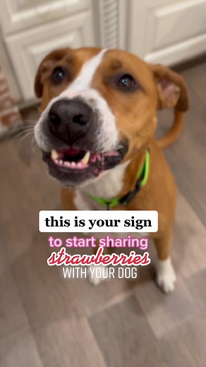 Strawberries for Happy Dogs: Health Benefits Explained