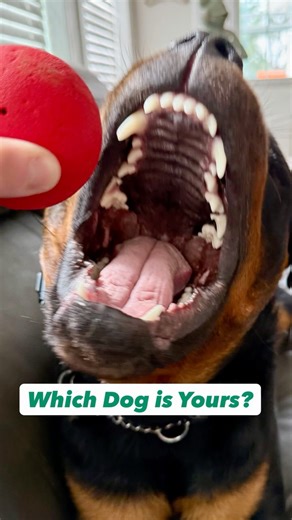 Which Dog is Yours?