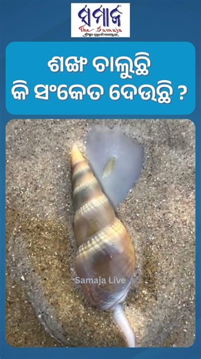 ପୁରୀ ସମୁଦ୍ର କୂଳରେ ଦେଖିବାକୁ ମିଳିଛି ହଜାର ହଜାର ଜୀବନ୍ତ ଗେଣ୍ଡା, ପର୍ଯ୍ୟଟକଙ୍କୁ କରୁଛି ଆକୃଷ୍ଟ।