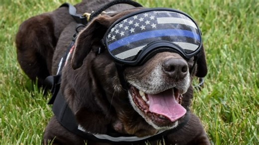 Nonprofit supporting retired police dogs to host 5k fundraiser in Northern Kentucky