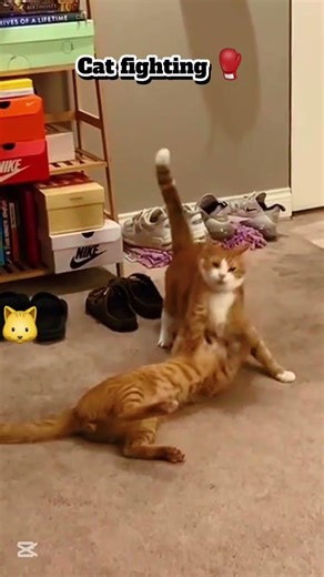 cats fighting compilation #cat # subscribe #lily'sworld