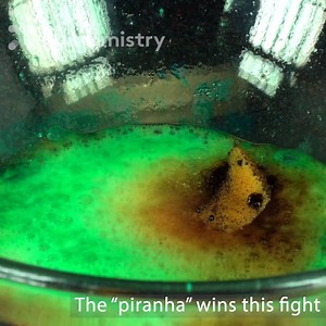 This sponge has never faced such a pungent chemical. And it never will again... | MEL Science