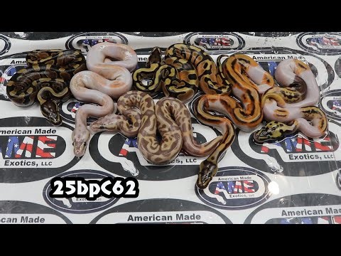 25bpC62 Banana Leopard Het Pied (pos hurricane) ​x Clown Pied Enchi Pastel pos yb 25% Pos Het Paint