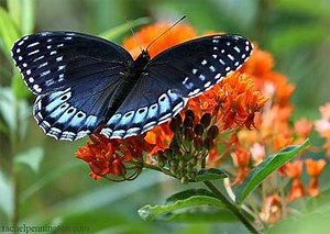 Diana Fritillary Butterfly