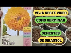 Como Plantar Sementes de Girassol