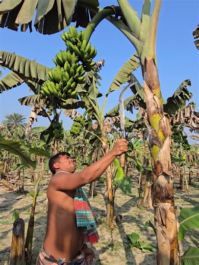 Satisfying Tree Chopping Sounds for Relaxation