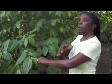 Healing Herbs from Jamaica with Dr. Al Sears and Maroon Healer Ivey Harris