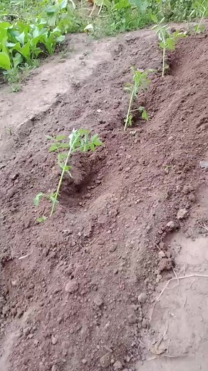Easy Ways to Grow Tomato Plants Successfully
