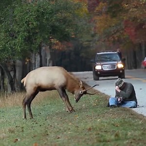 242K views · 579 reactions | This photographer managed to stay calm while under attack by a young bull elk. | Are You Not Entertained? | Facebook