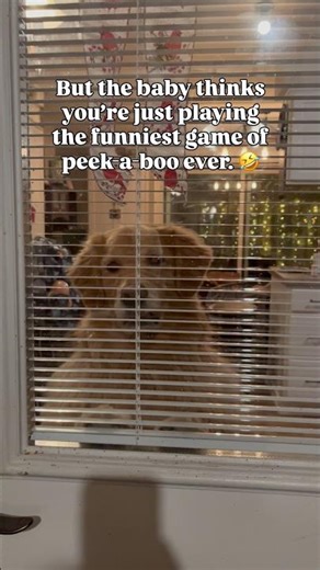 The dog thought we were moving out and never coming back. 🥲 #goldenretriever #dogandbaby #peekapoo