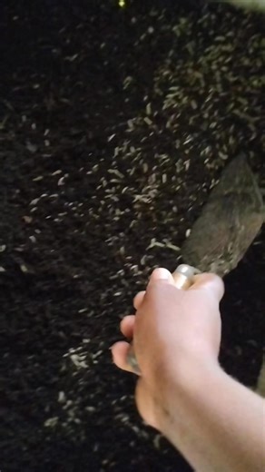 Feeding maggots to your birds has numerous benefits,I can attest to that from my visit to this farm yesterday. Feeding maggots to broilers offers benefits including improved growth performance, enhanced carcass quality, a cost-effective protein source, and boosted immunity due to the presence of antimicrobial peptides and lauric acid. The high nutrient content, rich in protein, fats, vitamins, and minerals, supports overall health and metabolism in broiler chickens. | Linak organic farms