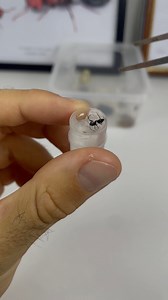 22K views · 286 reactions | Sauvetage de cette fourmis ! 洛 | Gigafourmis | Facebook