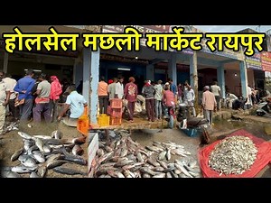 होलसेल मछली मार्केट रायपुर 🦈🦈🐠🐠 | holesale Fish Market Raipur | holesale Machali Market Raipur