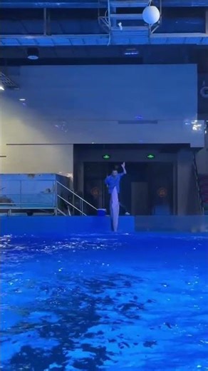 海豚展示“凌波微步”Dolphins Perform the Light Step on Wave