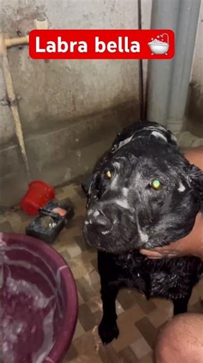 Cute Dog Moments 🐕 | Labrador Puppy Short #dog #labrador #dogshorts #puppy