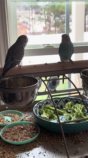 🌸🦜🩷❤️🪶