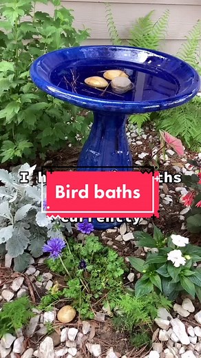 How to Keep Your Bird Bath Clean and Inviting