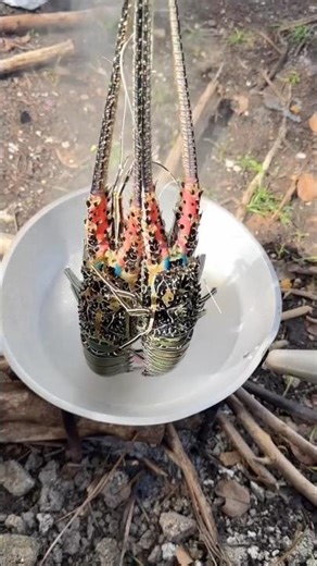 Boiling Lobsters for Breakfast - Delicious Start to Your Day