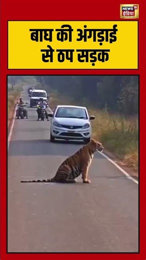 बाघ की अंगड़ाई से ठप सड़क #tiger #tigerstretch #wildlife #wildlifemoments #bigcat #roadblock