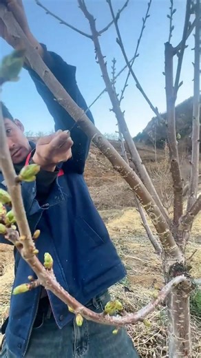 Cherry tree branches bending process #satisfying #pruning #gardeningtips #shorts