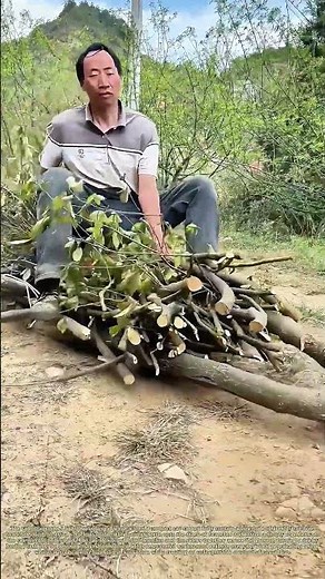 Riding The Load: How Farmers Haul Tree Branches With A Small Car