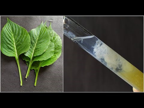 To isolate DNA from available Plant material | NCERT Class 12th Practical Experiment