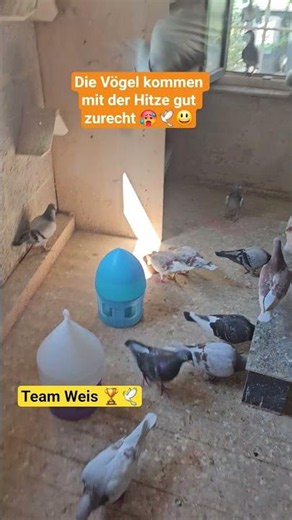 Die Vögel kommen mit der Hitze gut zurecht 🥵🕊😃 #teamweis #brieftauben #pigeon #birds #olr #vogel