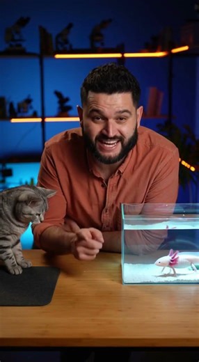 The Superpower of the Mexican Axolotl: A true real-life mutant that lives in our country.