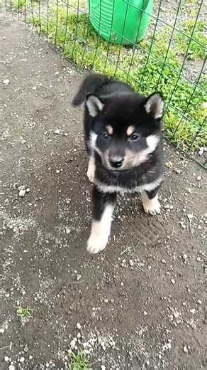 Biscottini e Tuta Gold: La Dolce Vita con Shiba Inu