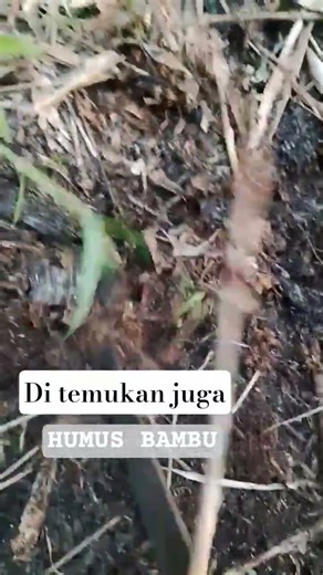 rahasia kesuburan di bawah rumpun bambu