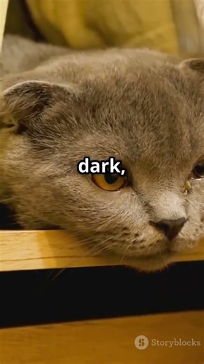 Why Do Cats Love Hiding in Closets?#cat #shorts