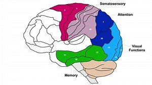clip-1070180398-brodmann-area-map-animation-description-functions-brain