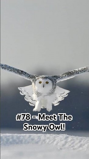 Nature's Superheroes Video No 78 - Meet The Snowy Owl: The Silent Arctic Hunter!