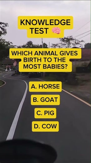 KNOWLEDGE TEST - WHICH ANIMAL GIVES BIRTH TO THE MOST BABIES? #trivia #sciencesaturday