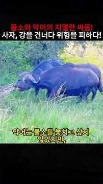 물소와 악어의 치열한 싸움! 사자, 강을 건너다 위험을 피하다! #물소 #악어 #사자 #자연의법칙 #생존 #foryou #foryoupage #fyp #tiktok
