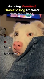 Top Dramatic Dog Moments That Are Too Funny to Handle #shorts #viralvideo #funny #dog