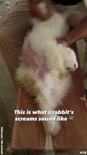 Did you know a rabbit can scream? 💔