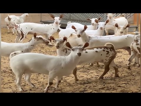 Top 4 💥 Goat Breeds | Barbari, Salali, Boer & Alpine Goat