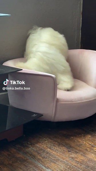 My Tinka Was Not Feeling the Bow 🎀 🤣🤣 She tried so hard to take it out 🤣🤣🤣🤦🏽‍♀️ #FirstPupCut #tinkabella #maltipoo #maltipoolife #maltipoosoftiktok🖤🐶🖤 #maltipoopuppy #explorepage✨