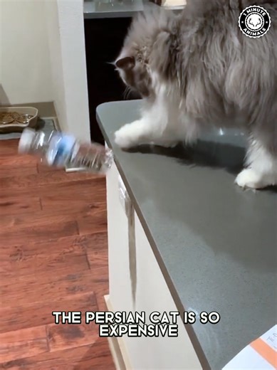 Persian Cat 🐱 Too Fluffy to Be Real! That thick coat makes it look like a walking cloud. Slow moves, calm vibe, pure softness. #wildlife #nature #animalfacts #animalvideos | 1 Minute Animals