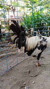 Napakahalaga ng moisture control kaso pag sumobra sa tubig isa ring problema #fbreelsfypシ゚viralfbreelsfypシ゚vira #highlightseveryone #fypシviralシ2025 #followersシ゚ #viralreelsシ #fbreelsfypシ゚ #fypシ゚ #noanimalswereharmedinthisvideo | Glendgendary Gameyard