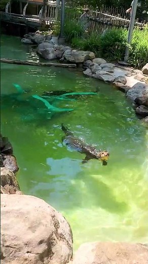 Giant River Otters Playing On the Water Slide