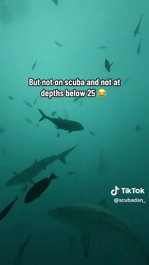 Safety Concerns: Scuba Diving with Tiger Sharks