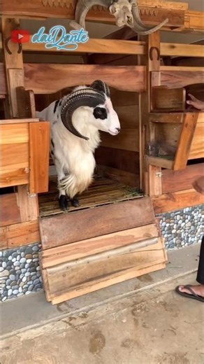 Wow.... penampakan merinding 😱 #domba #dombagarut #dombakuring #dogar #sheep