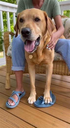 圓圓仗著有我在，一直大吼大叫，真是.......Watch the funniest dog training fails #funny #狗訓練 #pets