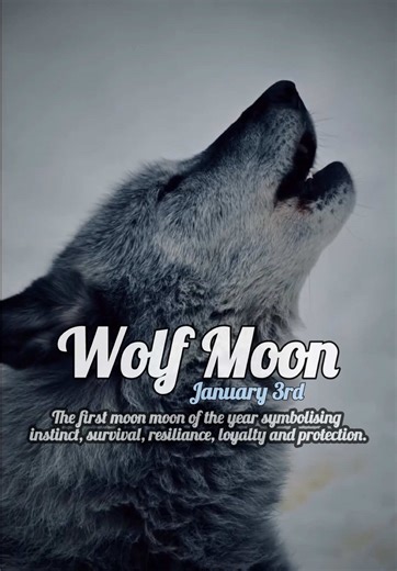 The first Wolf Moon of the year — traditionally the January full moon — is rich with symbolism drawn from winter, survival, and ancient storytelling. 🌕 What it symbolises 🐺 Survival & resilience Named during the deepest part of winter, when wolves were heard howling outside villages, the Wolf Moon represents endurance through hardship, hunger, and cold — the will to survive when resources are scarce. 🧭 Instinct & the wild self It’s associated with listening to intuition, honouring instinct, a