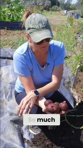 Harvesting Purple Viking Potatoes: A Taste of Perfection!