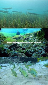 The Rainbow River begins at Rainbow Springs in the town of Dunnellon and makes its way 5.7 miles until it merges with the Withlacoochee River.🌊 Rainbow Springs has the fourth largest flow of all Florida’s springs!!🙌🏻 The diverse ecology of Rainbow River and the surrounding lands provide the opportunity to observe an array of aquatic plants, insects, fish, reptiles and birds. 🦆 Fish you may spot in the clear waters of the river include Largemouth Bass, sunfish, Large Nose Gar and Atlantic Nee