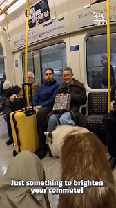 The best way to end your daily commute! 😍🐶 | Fur Family