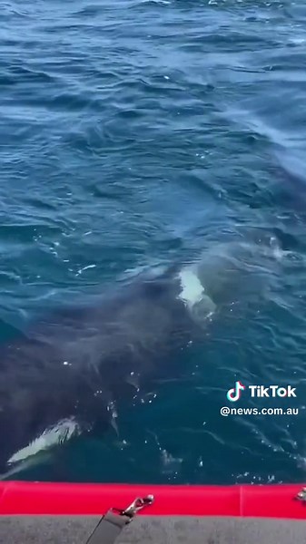 Understanding Orca Behavior: Why Do Orcas Attack Boats?